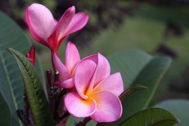 Açık hava bahçesindeki renkli pembe gökkuşağı tesisatçısı (frangipani) çiçeklerinin yakın görüntüsü