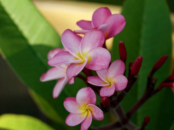 Закрыть Вид Цветные Розовые Радужные Цветы Plumeria Frangipani Открытом Саду — стоковое фото