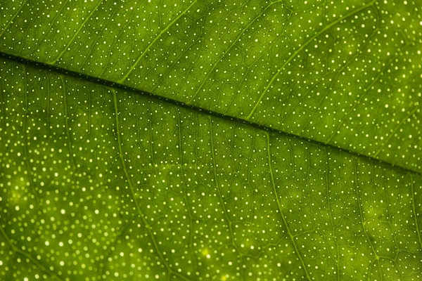 Macro abstract art texture background of a Meyer lemon tree leaf with perforating light through its translucent leaves