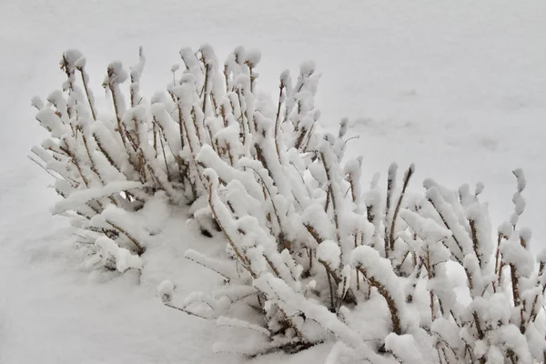 冬の吹雪の後に雪で覆われた小さな裸の落葉低木のテクスチャビューを閉じます — ストック写真