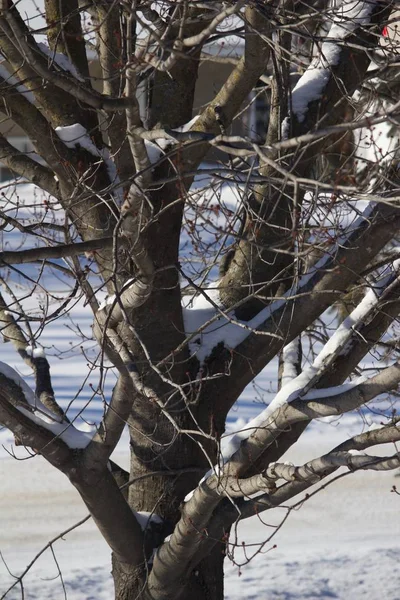 Gros Plan Texture Vue Arbre Caduc Légèrement Glacé Avec Neige — Photo