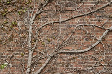 Sonbahar çıplak espalier ağaç dalları ile klasik kahverengi duvar dokusu