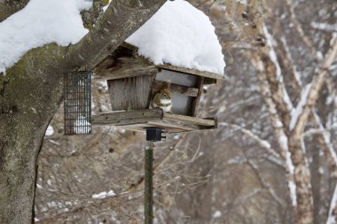 Kış fırtınasında kırsal bir ahşap kuş besleyicisine tünemiş kırmızı bir sincap görüntüsü