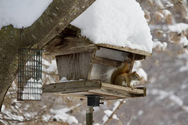 Vista Esquilo Vermelho Empoleirado Alimentador Pássaros Madeira Rústico Uma Tempestade — Fotografia de Stock