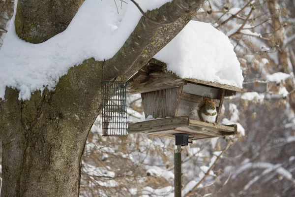 Blick Auf Ein Rotes Eichhörnchen Einem Rustikalen Hölzernen Vogelfutterhäuschen Einem — Stockfoto