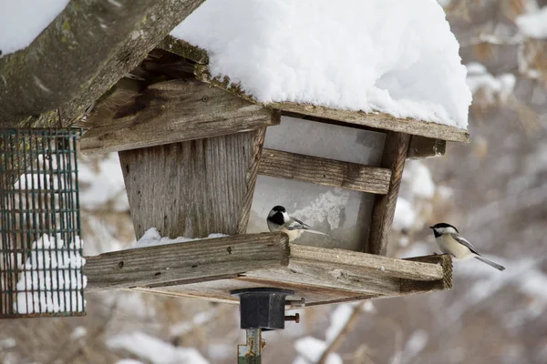 Vista Par Galinhas Pretas Cobertas Empoleiradas Alimentador Pássaros Madeira Rústica — Fotografia de Stock