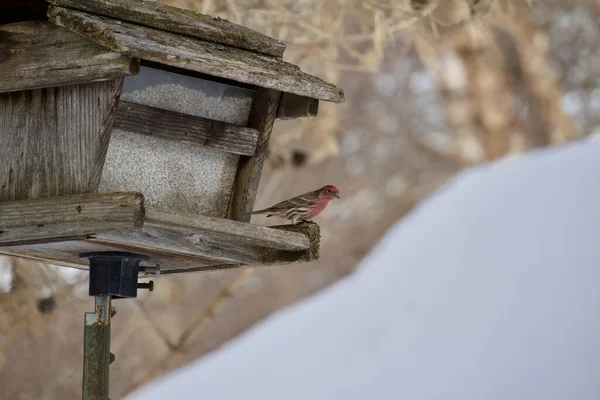 Pemandangan Sebuah Rumah Ungu Burung Finch Bertengger Sebuah Pedesaan Kayu — Stok Foto