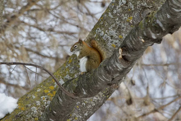 Visão Perfil Esquilo Vermelho Sentado Ramo Uma Árvore Velha — Fotografia de Stock