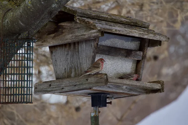 Blick Auf Einen Lila Hausfink Auf Einem Rustikalen Hölzernen Vogelfutterhäuschen — Stockfoto