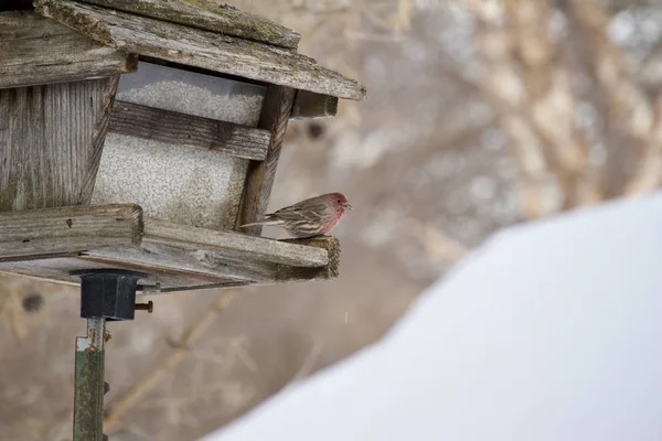 Blick Auf Einen Lila Hausfink Auf Einem Rustikalen Hölzernen Vogelfutterhäuschen — Stockfoto