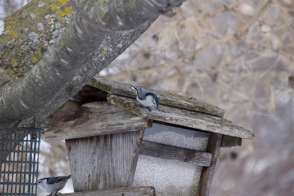 Vista Nuthatch Branco Breasted Empoleirado Alimentador Pássaro Madeira Rústica Contendo — Fotografia de Stock