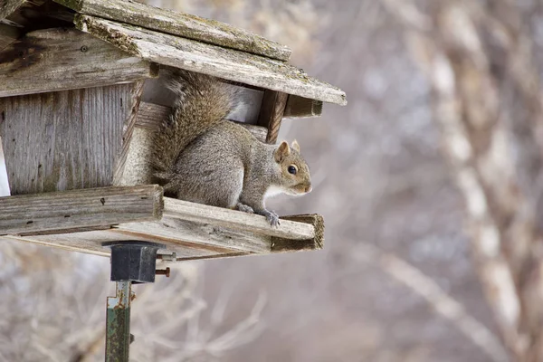 Vista Esquilo Cinzento Comendo Alimentador Pássaros Madeira Rústica Contendo Sementes — Fotografia de Stock