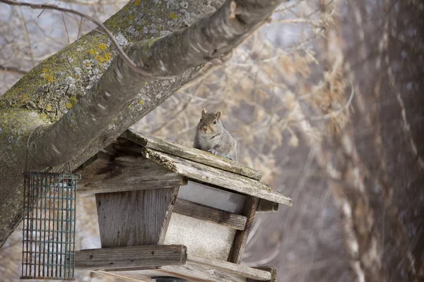 Vista Esquilo Cinzento Sentado Cima Alimentador Pássaros Madeira Rústica Contendo — Fotografia de Stock