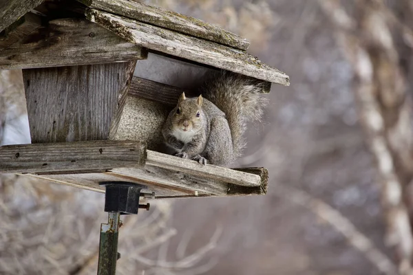 Vista Esquilo Cinzento Comendo Alimentador Pássaros Madeira Rústica Contendo Sementes — Fotografia de Stock