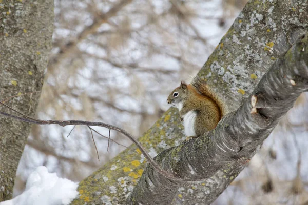 Profile View Red Squirrel Sitting Branch Old Tree — Stock Photo, Image