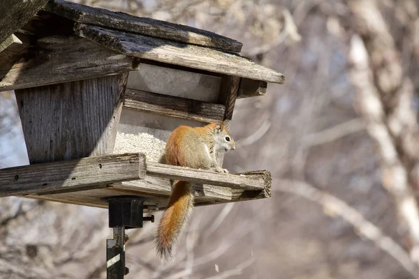 Perfil Esquilo Vermelho Sentado Alimentador Pássaros Madeira Rústica Contendo Sementes — Fotografia de Stock