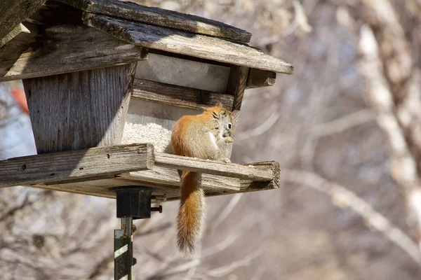 Widok Czerwonej Wiewiórki Jedzącej Starym Drewnianym Karmniku Dla Ptaków Zawierającym — Zdjęcie stockowe