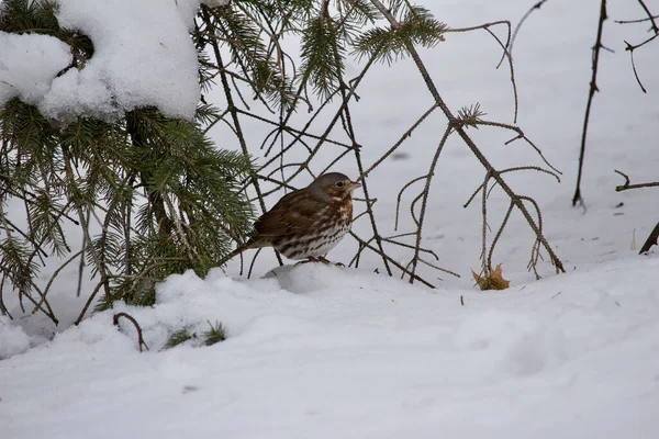 View Fox Sparrow Perched Snowy Ground Evergreen Tree Blizzard — Stockfoto