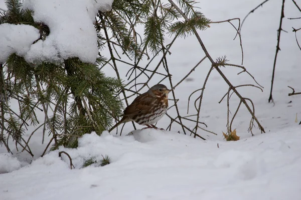 View Fox Sparrow Perched Snowy Ground Evergreen Tree Blizzard — Stock Photo, Image