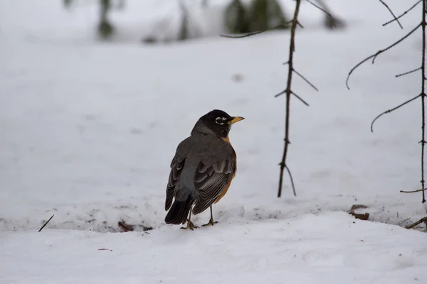 View American Red Robin Perched Snowy Ground Evergreen Tree Blizzard — Stockfoto