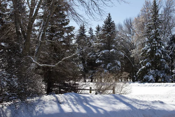 Cenário Paisagem Residencial Fundo Árvores Neve Dia Ensolarado Inverno — Fotografia de Stock