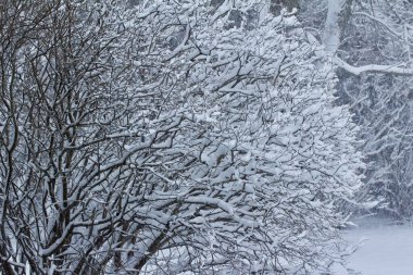 Kar fırtınasının ardından yaprak döken bir çalılığın çıplak dallarındaki kar dokusunun soyut arkaplanını kapat