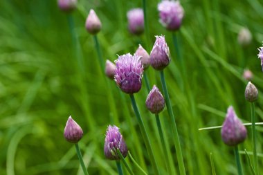 Bir bahar bahçesinde soğan tomurcukları ve çiçeklerin soyut doku arkaplanını kapat