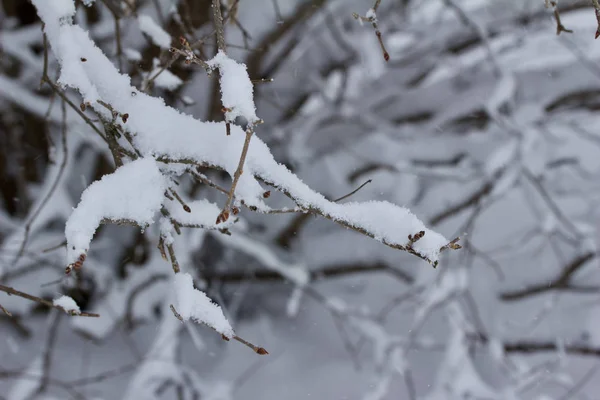 Primer Plano Fondo Abstracto Textura Nieve Las Ramas Desnudas Arbusto — Foto de Stock