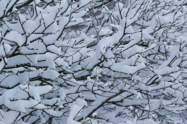 Close Fundo Abstrato Textura Neve Nos Ramos Nus Arbusto Decíduo — Fotografia de Stock