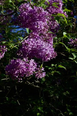Güneşli bir günde gün batımından önce açmakta olan Çin leylak çiçeklerini kapatın.