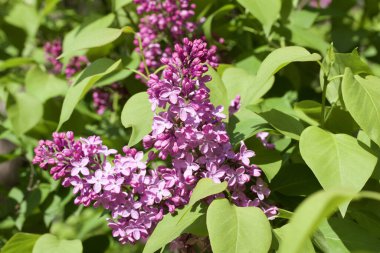 Pers leylak çiçeklerinin parlak güneşli bir günde açtığı taze çiçek desenlerinin yakın görünümü