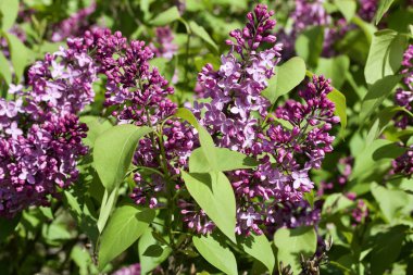 Pers leylak çiçeklerinin parlak güneşli bir günde açtığı taze çiçek desenlerinin yakın görünümü