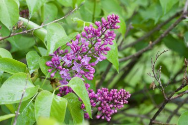 Taze tomurcuklanan ve açan İran leylağı (şırınga persika) çiçeklerinin doku görünümünü kapat