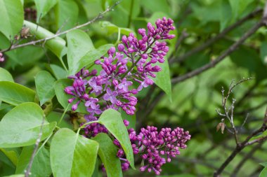 Taze tomurcuklanan ve açan İran leylağı (şırınga persika) çiçeklerinin doku görünümünü kapat
