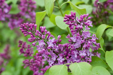 Taze tomurcuklanan ve açan İran leylağı (şırınga persika) çiçeklerinin doku görünümünü kapat