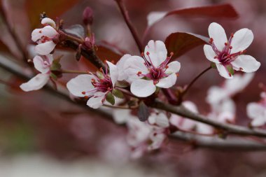 Mor yaprak, kiraz çalısı ve küçük beyaz ve pembe çiçeklerin yakın görüntüsü