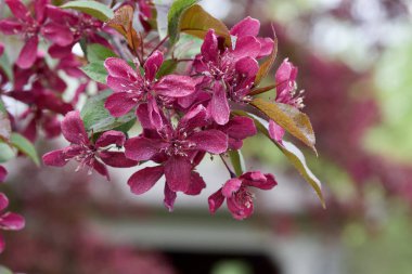 Telif hakkı kırmızı çiçek açan yaban elması ağacının pembe çiçeklerinin yakın görüntüsü