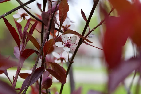 Крупним Планом Вид Привабливі Крихітні Біло Рожеві Квіти Фіолетового Листя — стокове фото