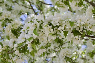 Mavi gökyüzü arkaplanlı güzel beyaz yaban elması ağacı çiçeklerinin doku görünümünü kapat