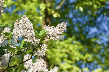 Açık pembe Bayan Kim leylak çiçeklerinin arka plan görüntüsünü kapat güneşli bir günde çiçek açar.