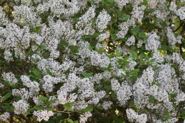 Açık pembe Bayan Kim leylak çiçeklerinin arka plan görüntüsünü kapat güneşli bir günde çiçek açar.