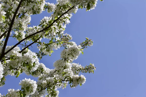 Vista Cerca Textura Hermosas Flores Ornamentales Blancas Del Árbol Cangrejo —  Fotos de Stock