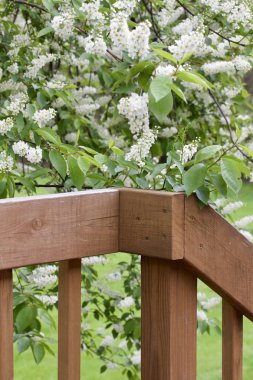 Çekici beyaz tomurcukların ve çiçek açan Kanada kırmızı kiraz ağacının dokusu yakın plan
