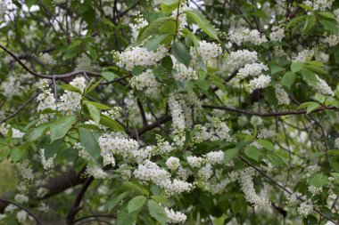Çekici beyaz tomurcukların ve çiçek açan Kanada kırmızı kiraz ağacının dokusu yakın plan