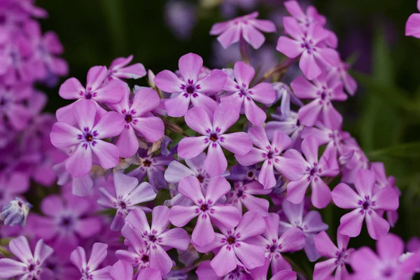 色彩艳丽的粉色和紫色园林花开花结果的特写背景 — 图库照片