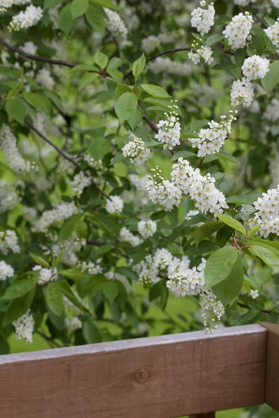 Detailní Textura Pozadí Atraktivní Bílé Pupeny Květy Jaře Kvetoucí Kanada — Stock fotografie