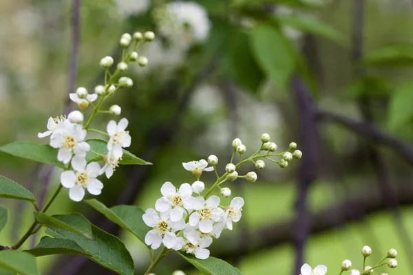 Primer Plano Textura Fondo Atractivos Brotes Blancos Flores Una Primavera —  Fotos de Stock