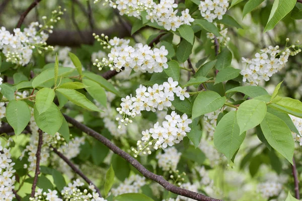 Detailní Textura Pozadí Atraktivní Bílé Pupeny Květy Jaře Kvetoucí Kanada — Stock fotografie