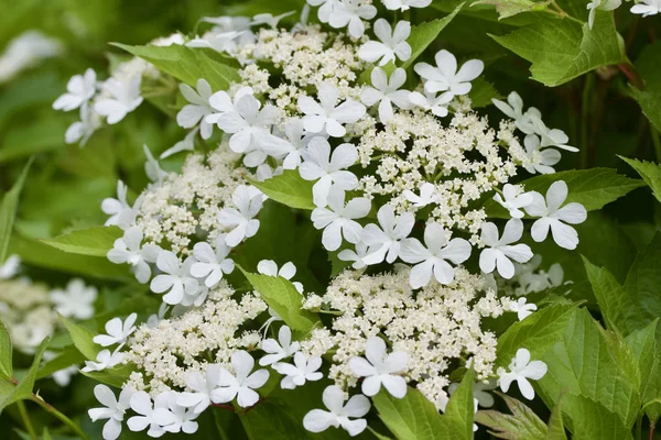 Close Fundo Textura Flores Arbusto Atraente Branco Florescendo Compacto Cranberry — Fotografia de Stock