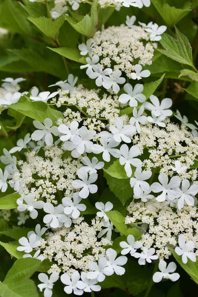 Close Fundo Textura Flores Arbusto Atraente Branco Florescendo Compacto Cranberry — Fotografia de Stock